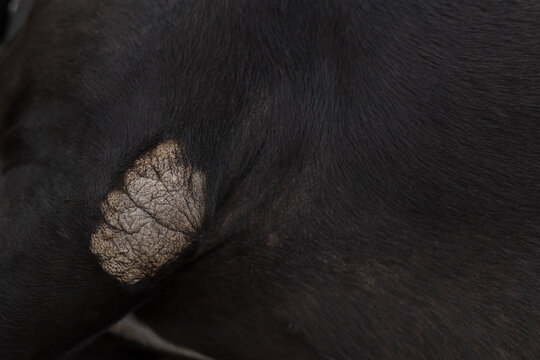 Callus pyoderma of the elbow in dog.