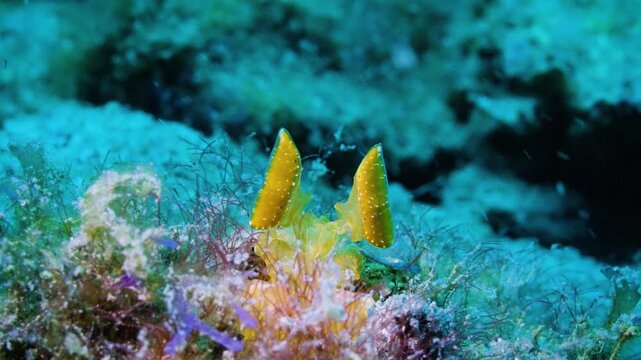 Vibrant golden mantis shrimp with large watchful eyes in reef, macro and wide shot of rare yellow crustacean guarding its territory
