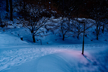 雪に覆われた林道
