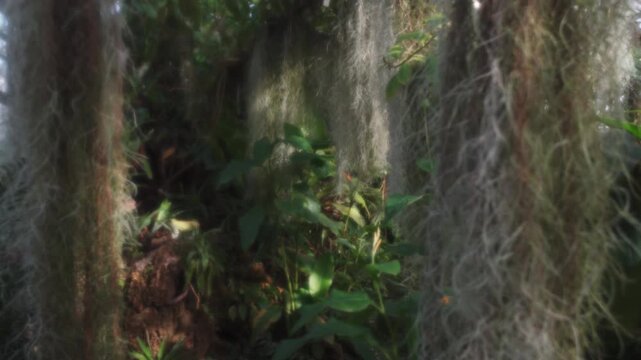 Spanish moss Tillandsia usneoides, oldman's beard, barba de viejo hanging epiphytic tropical plant closeup
