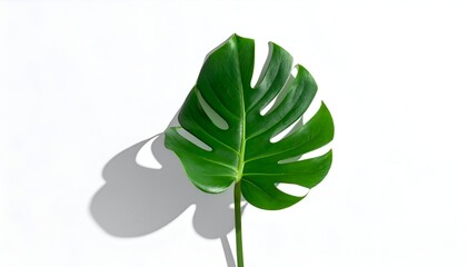 Bright, green, split-leaf philodendron against stark white. A long shadow adds depth to the minimal composition