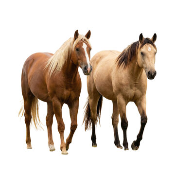Two horses walking forward, one palomino with blonde mane and one bay dun, isolated on white background