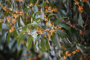 金木犀の花が咲く庭木