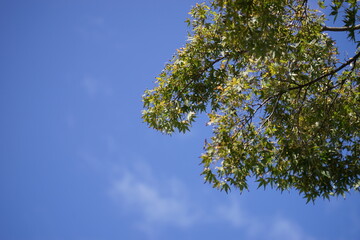 青空に映える新緑の若葉