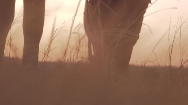 Close-up of a horse with tall grass in the foreground at pink sunset in Sumba, Indonesia