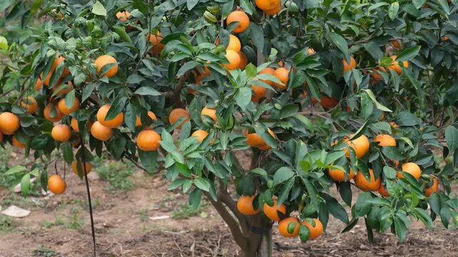Ripe mandarins growing on a citrus tree in an orchard, with dense green leaves and clusters of bright orange-colored fruit. Seasonal harvest, fresh produce, and subtropical agricultural cultivation.