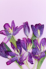 Fioletowe tulipany, bukiet na jasnym rózowym tle z miejscem na tekst. © Elżbieta Kaps