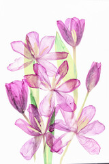 Bukiet rózowych tulipanów na białym izolowanym tle, fotografia artystyczna high key © Elżbieta Kaps