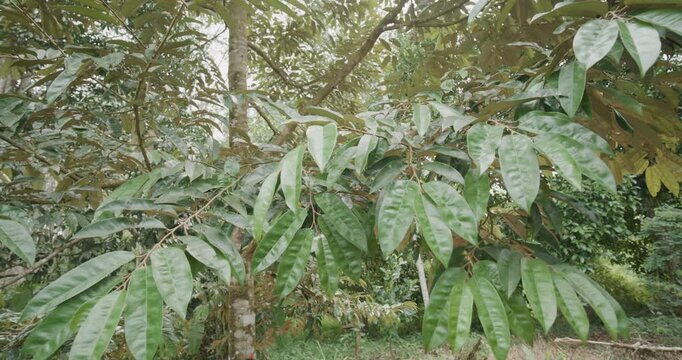 Green durian tree leaf bush on branch fruit industry