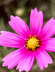 Obraz premium Pink cosmos flower close-up at Xiliu Lake Park Zhengzhou