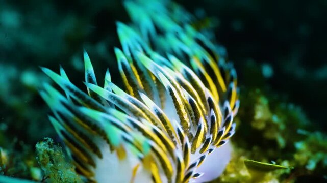Elegant and healing macro shot of Caloria indica nudibranch with colorful stripes, graceful sea slug crawling in tropical reef