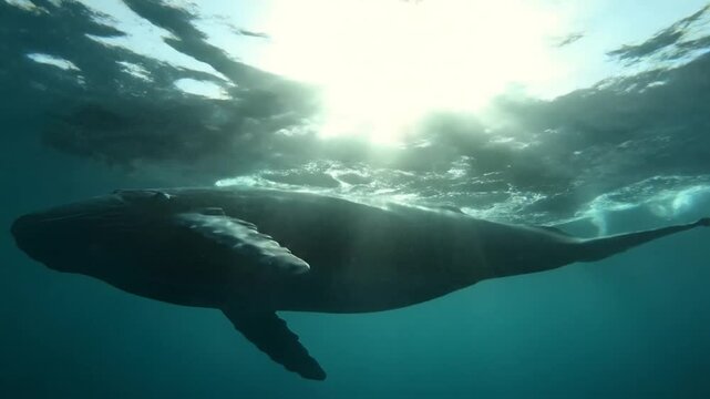 Majestic Humpback Whale Swimming Underwater Sun Rays Ocean Marine Life