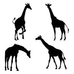 Girafa