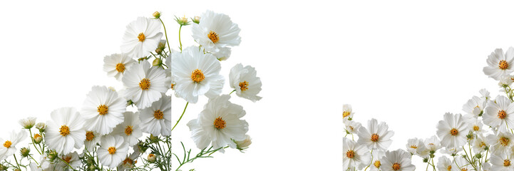 Fototapeta premium Set of Romantic bouquet of white cosmos and tiny baby's breath, arranged gently on a clean white surface, natural light, shallow depth of field on transparent png background. Ai generated