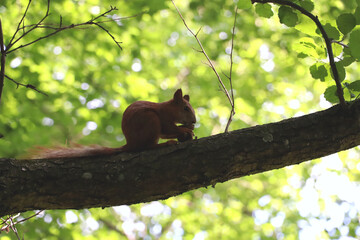 Red squirrel eating a nut on a tree branch