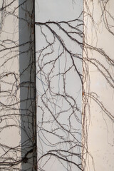 Minimalist Abstract Texture of Dry Climbing Vines on White Wall with Vertical Shadow