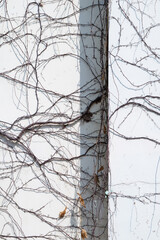Minimalist Abstract Texture of Dry Climbing Vines on White Wall with Vertical Shadow