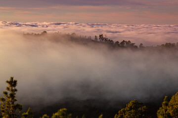 Fototapeta premium Beautiful pine tree forest and mist raising up in the Teide Tenerife National Park in early summer