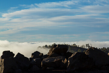 Beautiful pine tree forest and mist raising up in the Teide Tenerife National Park in early summer