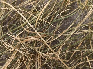Macro Texture of Shredded Natural Fiber - Detailed Background of Tangled Dry Grass and Green Plant Stems on Earthy Soil Surface