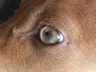 Macro Close-up of a Brown Dog's Eye - Detailed Texture of Canine Iris and Soft Golden Fur in Natural Daylight