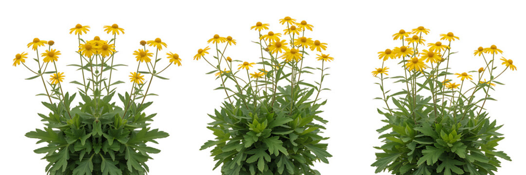 Potted yellow bush daisies with green foliage isolated on white background, set of three garden plants in bloom
