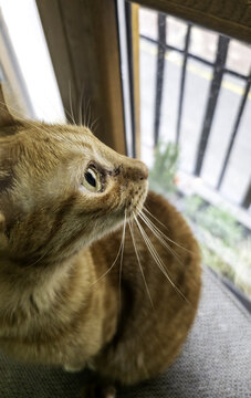 Orange cat looking out the window