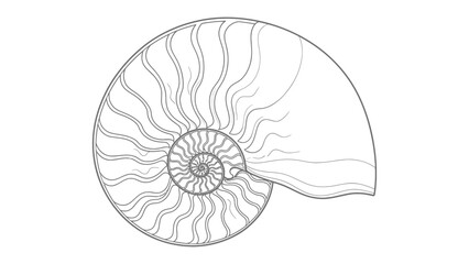 Obraz premium Nautilus Shell Pattern: A detailed illustration captures the intricate spiral pattern of a nautilus shell, showcasing its elegant form and mathematical precision. 