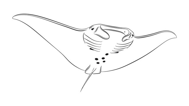Manta Ray sketch: a meticulously crafted line drawing of a majestic manta ray gliding effortlessly through its watery realm. This art piece highlights the elegance and form of this ocean marvel. 
