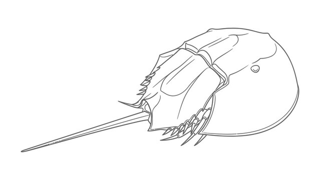 Ancient Mariner: A detailed illustration showcases the unique anatomy of a horseshoe crab, revealing its ancient lineage and intriguing form.