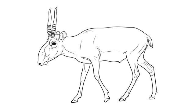 Saiga Antelope Sketch: A detailed line drawing of a saiga antelope, showcasing the animal's unique features, including its distinctive, oversized nose and slender build.
