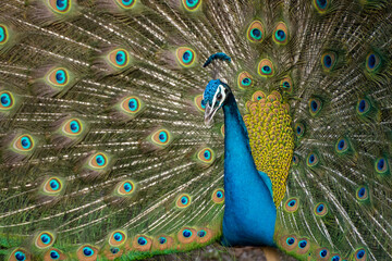 Fototapeta premium インドクジャク