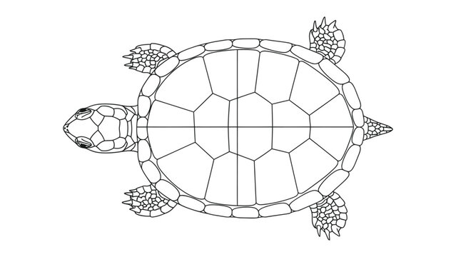 Turtle Line Art Illustration: A detailed top-down line art illustration of a sea turtle, perfect for educational resources, coloring pages, or design projects.