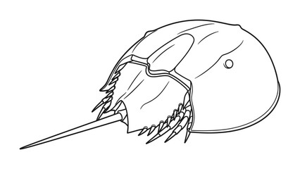 Horseshoe Crab Illustration: A detailed illustration of a horseshoe crab, showcasing its unique exoskeleton and tail. © mahmuda428