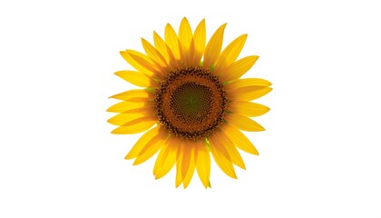 Obraz premium Vibrant Yellow Sunflower Against a Bright White Background