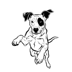 Fototapeta premium Energetic black and white puppy with a distinctive eye patch in a playful pose.