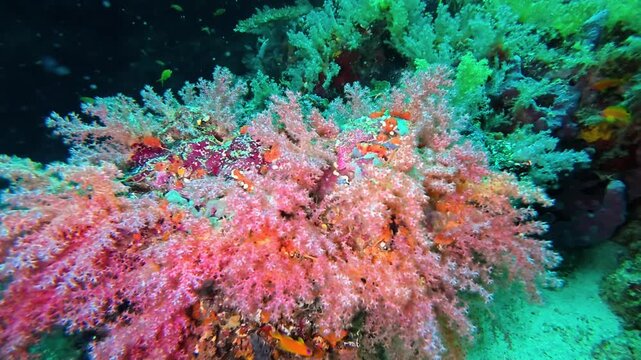 Many beautiful colorful soft coral species on the reef. Underwater video filming with a flashlight. Capnella, Sinularia