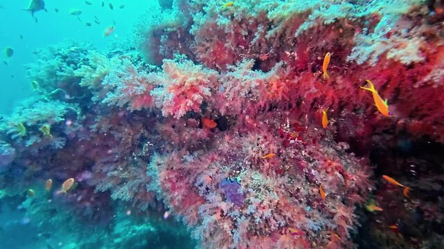Many beautiful colorful soft coral species on the reef. Underwater video filming with a flashlight. Capnella, Sinularia