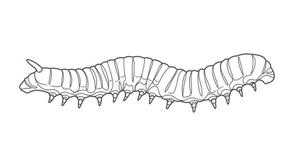 🐛🐛Intricate Caterpillar Illustration: A detailed and meticulous monochrome line art of a caterpillar showcases its segmented body, featuring a study in design and structure.
