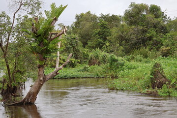 Flooded swamp during high tide in borneo island showing tropical wetland ecosystem dynamics