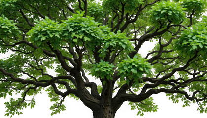 Fototapeta premium Majestic view looking up into the dense, twisting, dark brown branches and vibrant green leaves of a mature tree canopy on transparent background