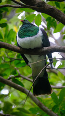 Fototapeta premium Beautiful Kererū wood pigeon bird with plump chest and feathers perched in tree in Wellington, New Zealand Aotearoa