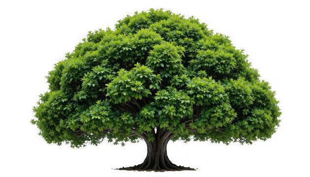 Lush dense broadleaf tree featuring vibrant green foliage and thick textured trunk isolated on transparent background