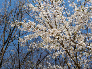 Obraz premium 山に咲くエドヒガン桜
