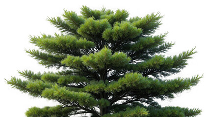Close up detailed view of lush green pine tree branches featuring dense needle clusters and visible dark trunk structure on transparent background