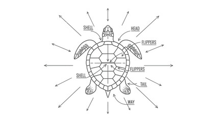Obraz premium Turtle Anatomy Illustration: A detailed, artistic illustration of a sea turtle, perfect for educational purposes, highlighting each part of the creature with clarity. 