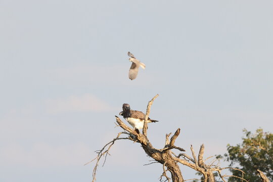 Martial eagle (Polemaetus bellicosus) fighting with black-winged kite (Elanus caeruleus caeruleus) in Kruger National Park, South Africa.
