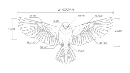 Bird Wing Span Blueprint: Detailed bird wing blueprint with accurate dimensions, presenting a detailed analysis of avian anatomy and flight mechanics. © mstmahmuda