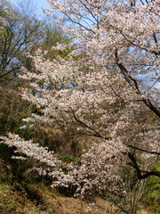 Fototapeta premium 都市緑地公園「北雲雀きずきの森」に咲く桜