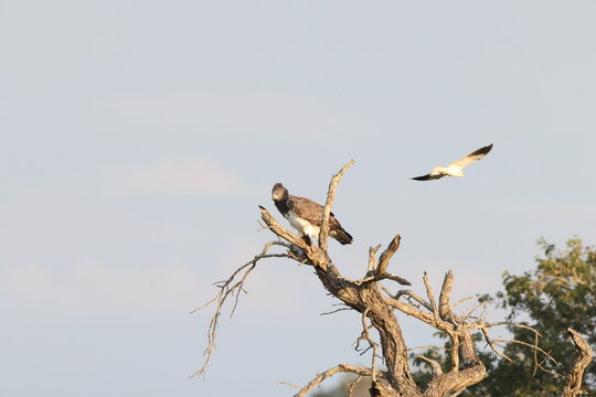 Martial eagle (Polemaetus bellicosus) fighting with black-winged kite (Elanus caeruleus caeruleus) in Kruger National Park, South Africa.